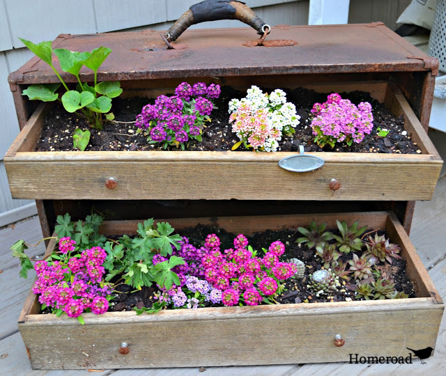 unexpected garden, flowers, gardening, repurposing upcycling, succulents, Beautiful and in time the ground cover should overflow the drawers