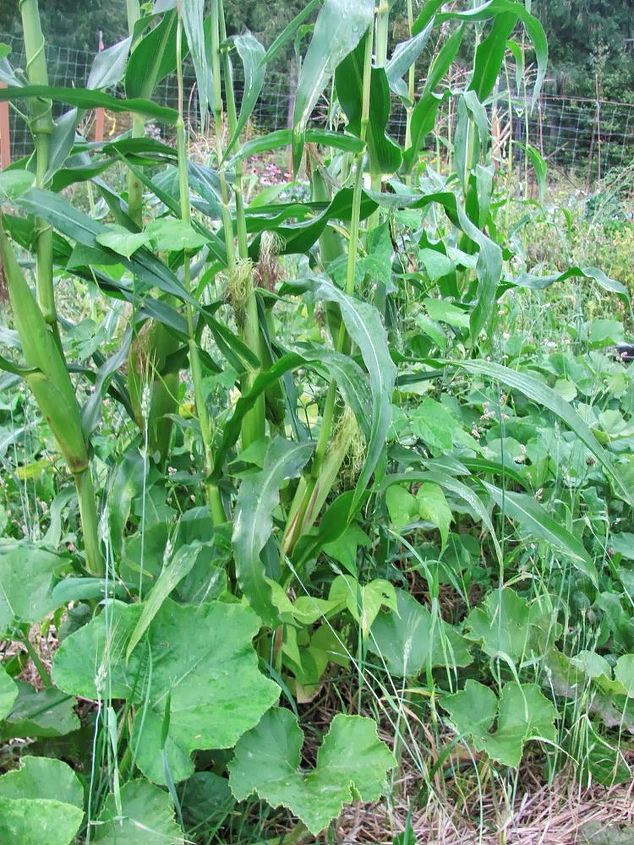 3 sisters guild growing corn squash beans together, gardening, go green, homesteading