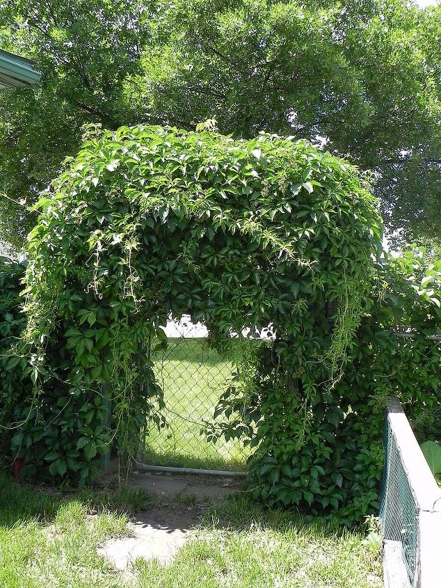 my gardentour, gardening, outdoor living, Out of control vine