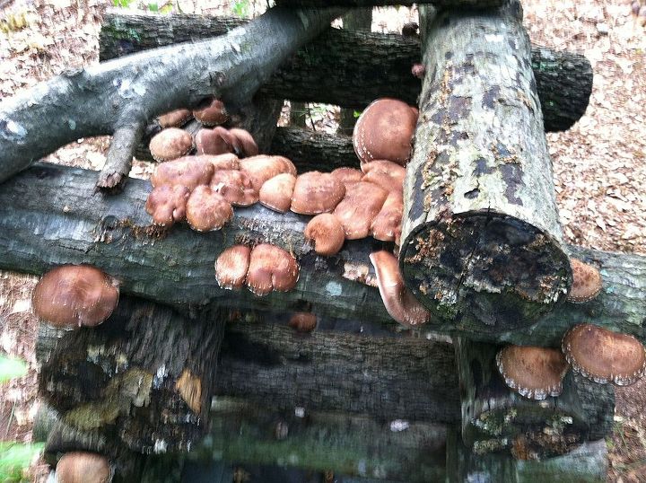 mushroom logs april 2013, flowers, gardening