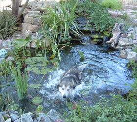 our work, flowers, gardening, outdoor living, pets animals, ponds water features, Pets can cool off in the ever full water bowl