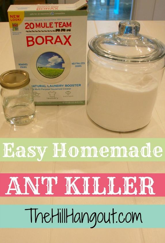 the best homemade ant killer, pest control
