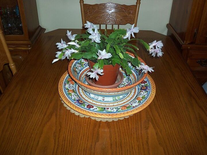 q cactus, electrical, gardening, cactus