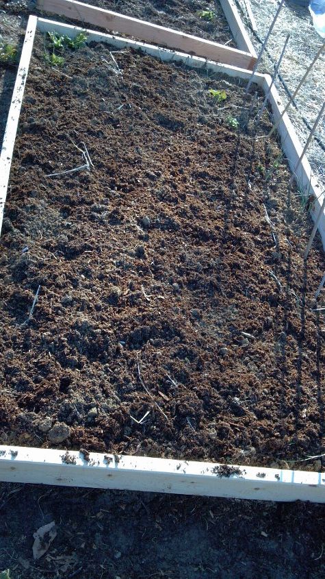 canteiro de jardim rpido barato e eficaz para plantas de inverno, 8 p s 2x4s de comprimento e depois um corte ao meio para fazer as pontas Folhas esterco e palha tudo de gra a jogado no ch o