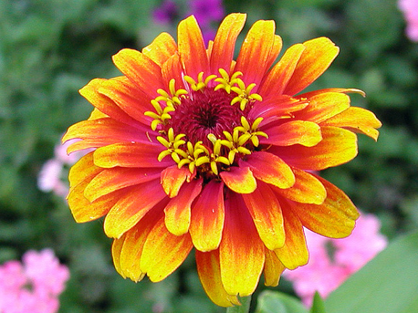 discover 12 eye catching annuals that are perfect for any conditions, container gardening, flowers, gardening, perennials