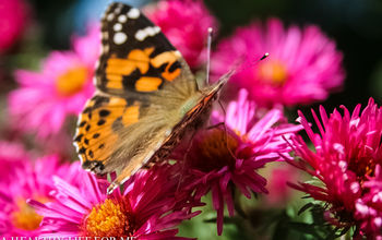 Painted Lady on Fall Aster