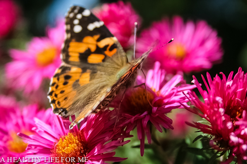 painted lady on fall aster, gardening, pets animals, Painted Lady on Fall Aster ahealthylifeforme com or