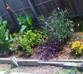 our new garden after 3 months i m still in awe, flowers, gardening, hibiscus, hydrangea