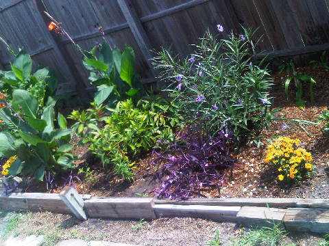 our new garden after 3 months i m still in awe, flowers, gardening, hibiscus, hydrangea