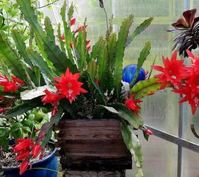my spring garden, flowers, gardening, outdoor living, succulents, Orchid cactus