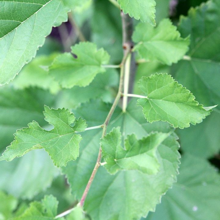 weed or priceless plant, The baby leaves are sort of curled and straighten out when they get larger