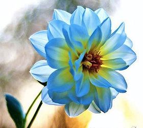 q blue dahlia question, flowers, gardening
