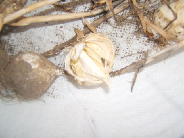 a arte de guardar sementes, Separe os dentes de um bulbo de alho e plante os separadamente
