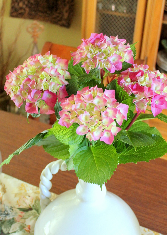 how to trim hydrangeas, flowers, gardening, hydrangea, Hydrangeas