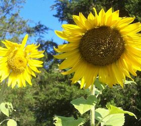 late summer on the patio and back yard, flowers, gardening, outdoor living, patio, Aren t Sunflowers wonderful