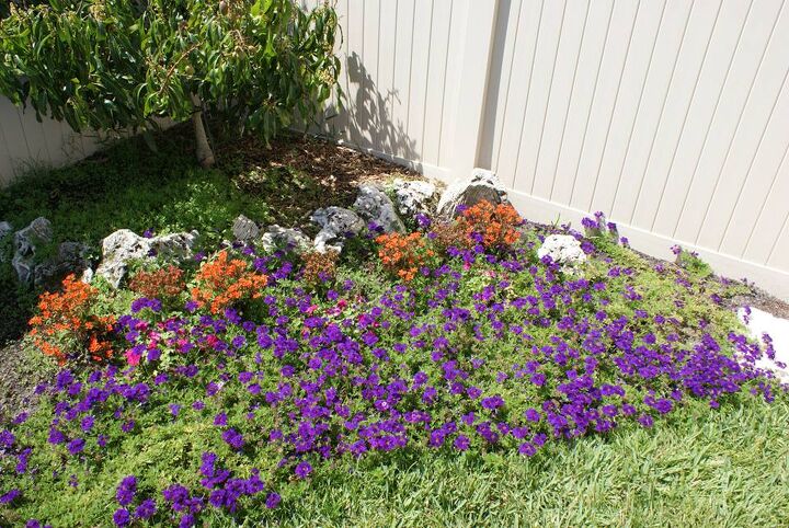 new pictures, landscape, outdoor living, Sims landscape uses purple verbena in many designs throughout the summer