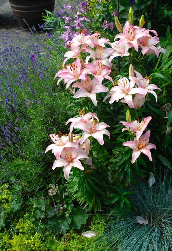 lilies by our driveway, gardening, These pink lilies are surrounded by other plants in bloom such as Clematis Henryetta on the trellis lady s mantle Alchemilla mollis and Lavender Munstead Wood Fescue Elijah Blue is in the lower right corner catching lily