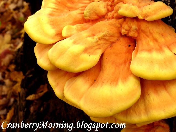is this chicken of the woods mushroom, gardening, Looks like huge soft candy corn