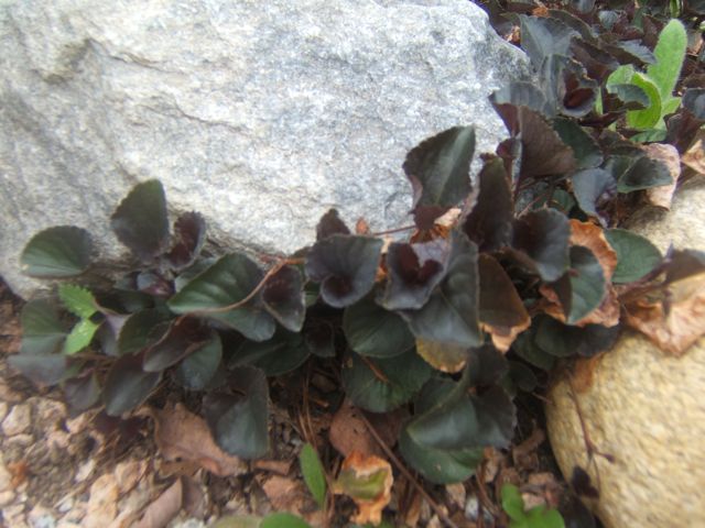 rock garden tips and plants, flowers, gardening, Any type of violet works well but keep an eye open for seedlings This variety has an attractive black leaf with a blue flower