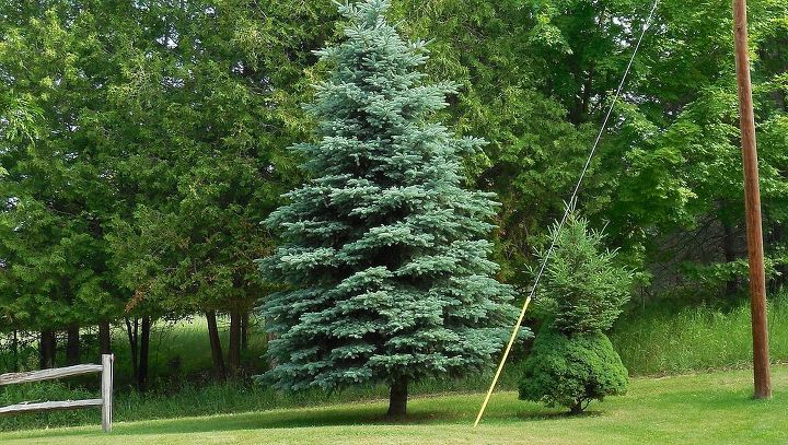 two trees in one should i leave it alone, gardening, Gladwin MI on our lane