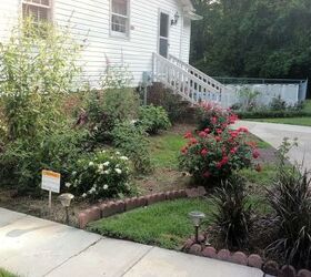 my butterfly garden, flowers, gardening, hibiscus, pets animals, After a short time it was all blooming so beautifully