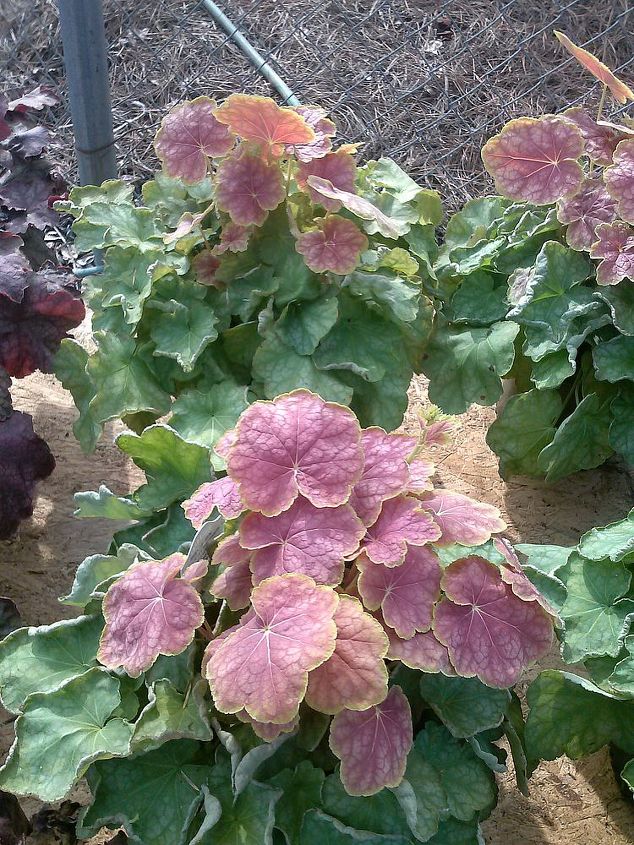 what color is your purple, flowers, gardening, See the difference in the new leaves and the old leaves if you only took picure of one or the other it would be very difficult to name the cultivar even if you got the plant