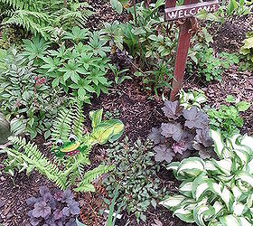 dividing japanese ferns athyrium niponicum var pictum, flowers, gardening, landscape