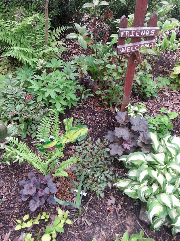 dividing japanese ferns athyrium niponicum var pictum, flowers, gardening, landscape