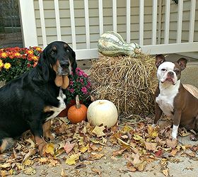natural decor, halloween decorations, seasonal holiday d cor, thanksgiving decorations, My pups in front of a gourd and pumpkin display by the front door