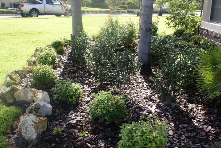 new pictures, flowers, gardening, Camellia Yultide with Nandina firepower in front with Florida Fieldstone