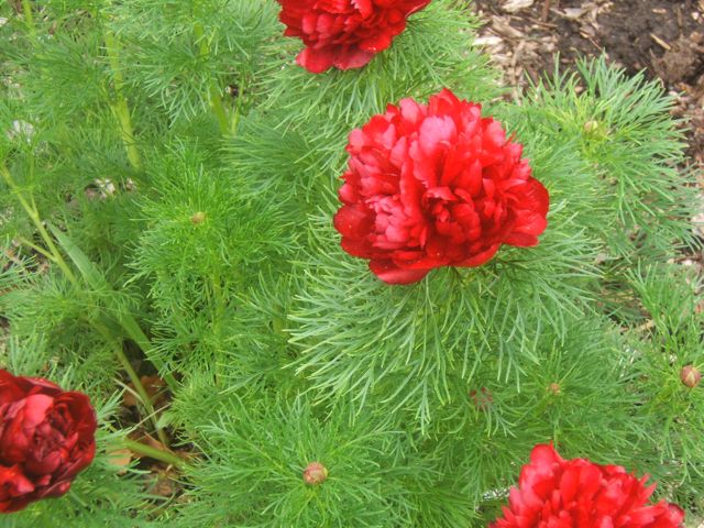 red hot mamas, flowers, gardening, Double Fern Peony Beautiful foliage and blooms