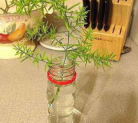 q how to root this fern, gardening, What is the best way to root this You plant thieves inspired me to lift this from a public place It is what I call asparagus fern