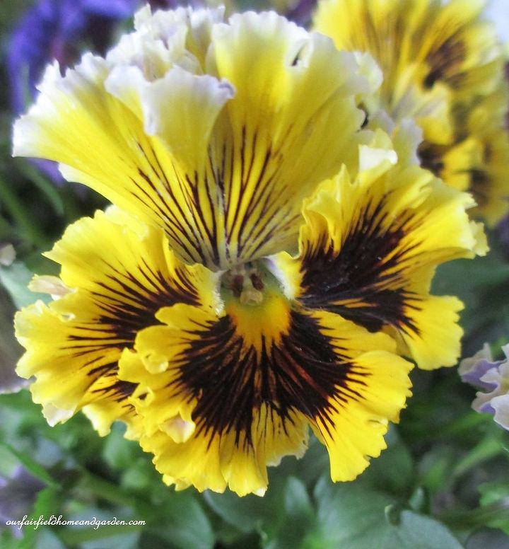 signs of spring at our fairfield home garden, gardening, Ruffled pansies with their happy faces