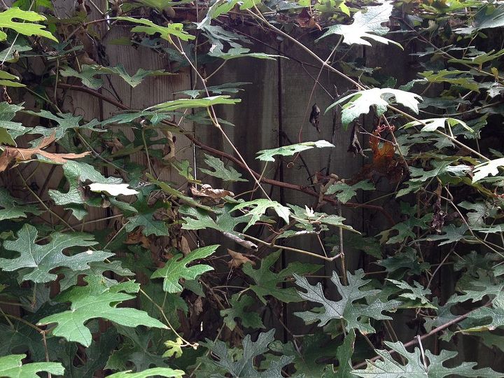 what is this vine growing fast on my texas fence volunteer, Close up of growth pattern