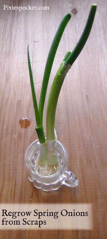 growing onions from scraps, flowers, gardening, go green