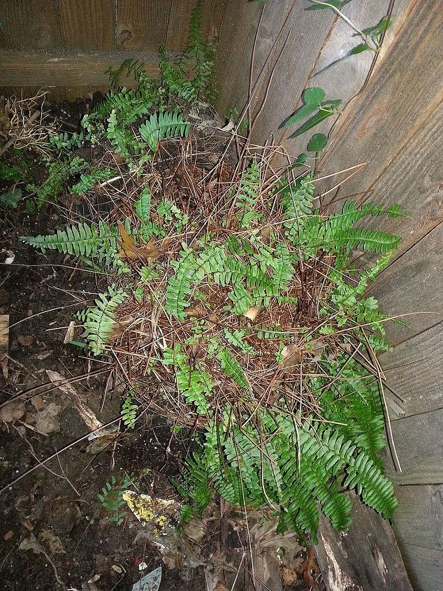 kimberly ferns a great plant for the porch patio or deck, gardening, This is what happens to me on the I thought it was dead side of my compost area We had returned to VA in late Janaury and could not fit them in the garage so they died I will cover them in the compost area this winter and see