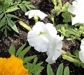 10 great friends veggie garden companion plants, flowers, gardening, 9 Petunias repel leafhoppers aphids tomato worms Like catnip tea brewed from its leaves can be sprayed on your plants as an organic insecticide