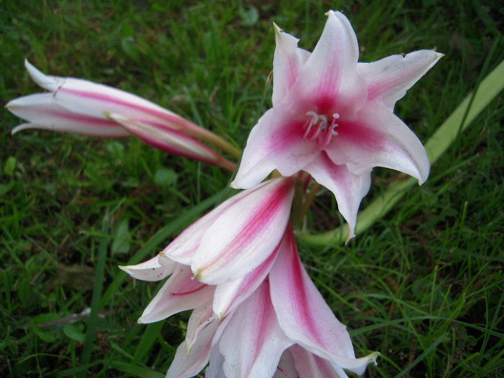 cmo se llama esta flor