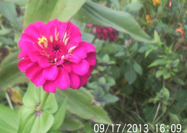 so happy we still have flowers blooming and a few butterflies, flowers, gardening, pets animals, Zinnia