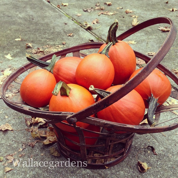pumpkins on porches pumpkinideas gardenchat, container gardening, gardening, seasonal holiday d cor, Pie Pumpkins are a perfect filler for baskets PumpkinIdeas PumpkinsOnPorches