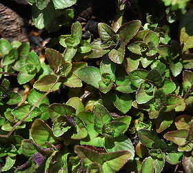 6 unusual herbs to plant in your spring garden, gardening, Can you smell this chocolate mint Photo Jade Craven Flickr