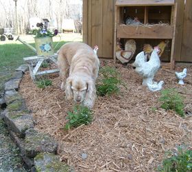 pics from my yard, gardening, outdoor living, My Lacy love inspecting my faux chicken area near my potting shed I made the little hen house