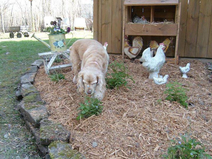 pics from my yard, gardening, outdoor living, My Lacy love inspecting my faux chicken area near my potting shed I made the little hen house