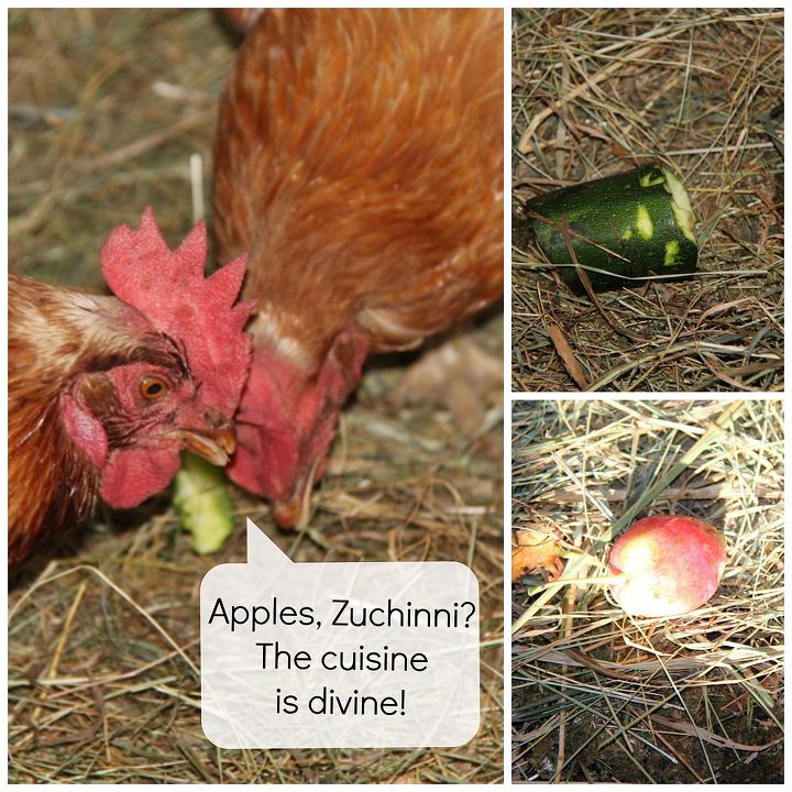 building a chicken daycare hotel, diy, homesteading, how to, pets animals, repurposing upcycling, All you can eat buffet