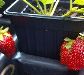 9 vegetables for your windowsill, container gardening, gardening, windows, Strawberry pots work best but we have grown productive strawberry plants in a great variety of containers Always outside though