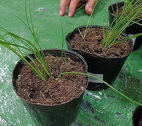 yum 5 scrumptious herbs you can grow indoors this winter, gardening, Chives