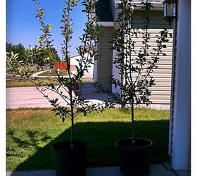 planting two apple trees, gardening