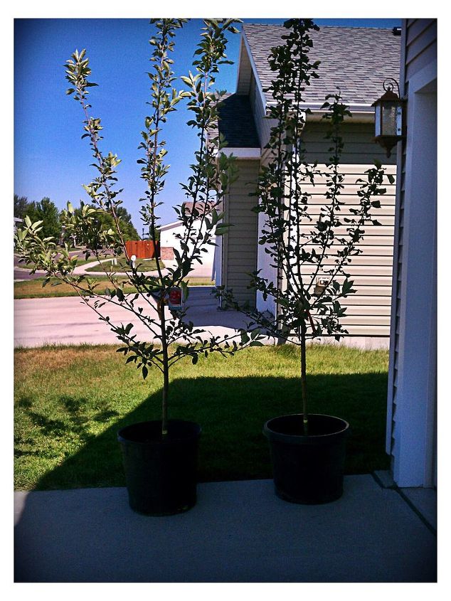 planting two apple trees, gardening
