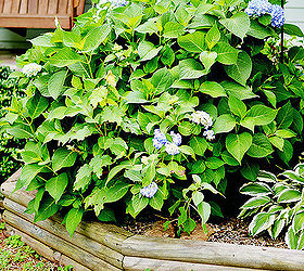 how to start hydrangeas from cuttings, container gardening, flowers, gardening, hydrangea