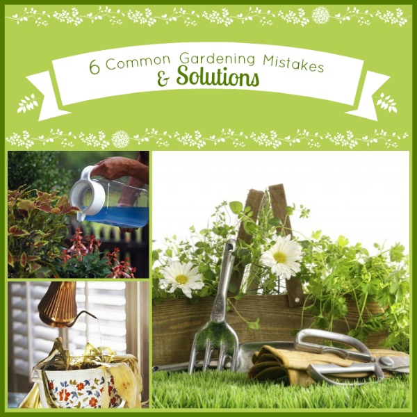 6 common gardening mistakes, container gardening, gardening